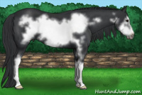Horse Color:Black Sabino Frame