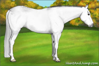 Horse Color:Gray White Spotted Black Splash Frame 