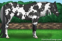 Horse Color:White Spotted Black 