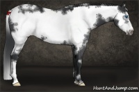 Horse Color:White Spotted Black Frame 