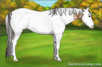 Horse Color:White Spotted Bay 