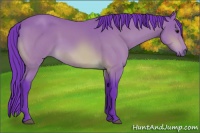 Horse Color:Watercolor Bay 