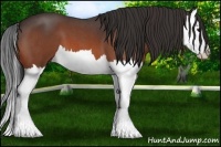 Horse Color:Bay Roan Splash 