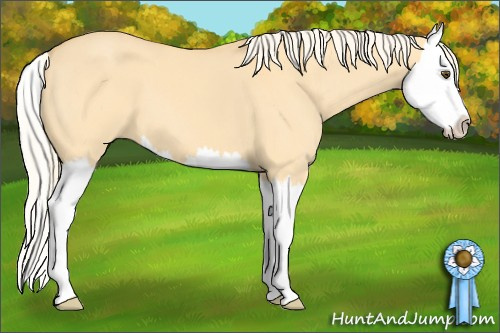 Horse Color: Unknown 