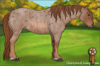 Horse Color:Red Roan 