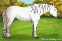 Horse Color:Gray Chestnut 