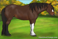 Horse Color:Gray Bay 