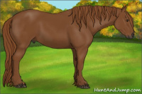 Horse Color:Gray Chestnut 