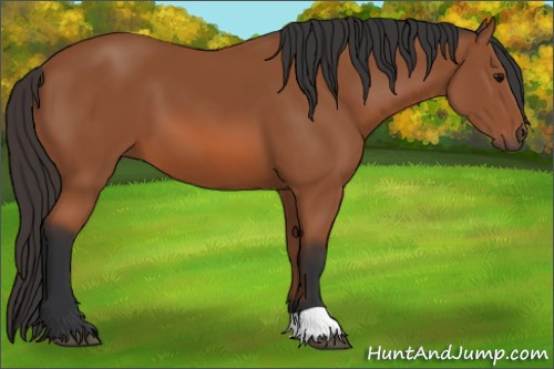 Horse Color: Bay 