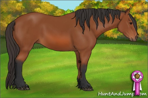 Horse Color: Bay 