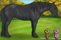 Horse Color:Black 