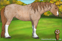 Horse Color:Red Roan 