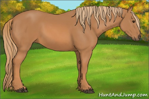 Horse Color: Chestnut 