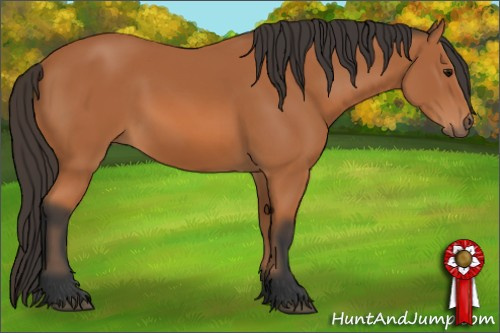 Horse Color: Bay 