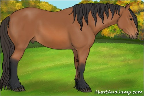 Horse Color: Bay 