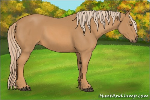 Horse Color: Chestnut 