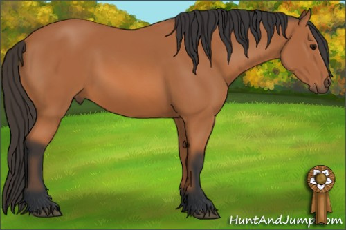 Horse Color: Bay 