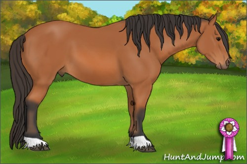 Horse Color: Bay 