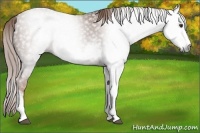 Horse Color:Gray Chestnut Sabino 