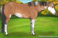 Horse Color:Bay Sabino 