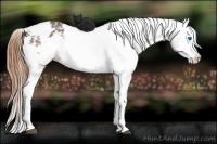 Horse Color:Buckskin Splash Appaloosa Rabicano