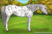 Horse Color:Brown Dun Appaloosa 