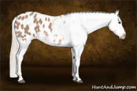 Horse Color:Silver Bay Dun Appaloosa 