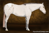 Horse Color:Sable Champagne Dun Appaloosa Rabicano