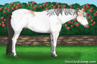 Horse Color:White Spotted Bay Dun Frame 