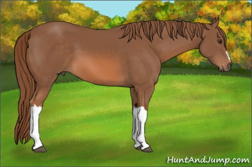 Horse Color: Chestnut 
