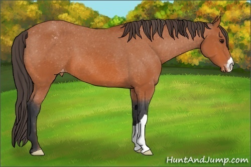 Horse Color: Bay Blanket 