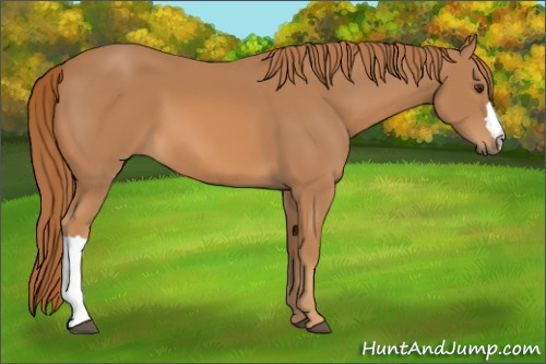 Horse Color: Chestnut 