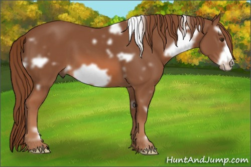 Horse Color:White Spotted Liver Chestnut Frame