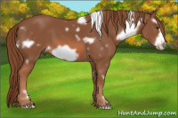Horse Color:White Spotted Liver Chestnut Frame