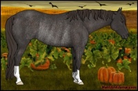 Horse Color:Liver Chestnut Rabicano 