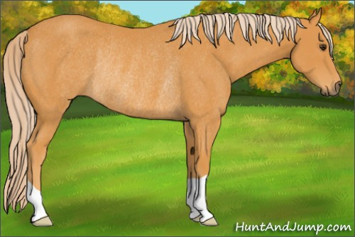 Horse Color: Chocolate Palomino Rabicano 