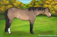Horse Color:Brown Dun Rabicano 