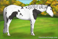 Horse Color:Smoky Black Splash Tobiano