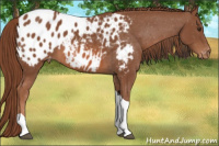 Horse Color:Liver Chestnut Tobiano Appaloosa