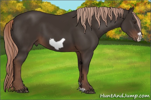 Horse Color: Liver Chestnut Frame 