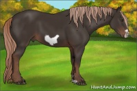 Horse Color:Liver Chestnut Frame 