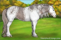 Horse Color:White Spotted Silver Blue Roan 