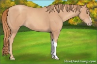 Horse Color:Gold Champagne 