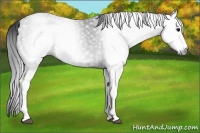 Horse Color:Gray White Spotted Black 