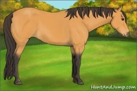 Horse Color:Buckskin 