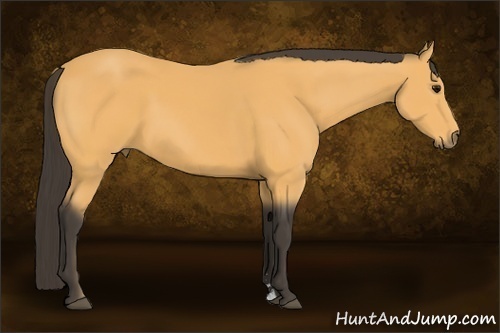 Horse Color: Buckskin Sabino 