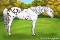 Horse Color:Brown Appaloosa 