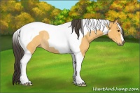 Horse Color:Buckskin Tobiano Rabicano 