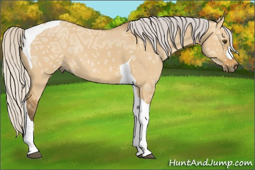 Horse Color: Silver Buckskin Ice Dun Tobiano Rabicano 
