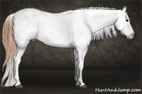 Horse Color:Grullo Blanket 